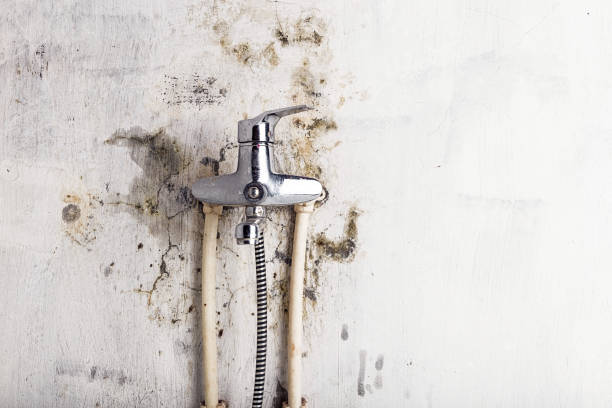 Best Mold Damage Repair  in Oakwood Hls, IL