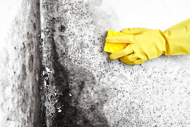 Best Emergency Mold Removal  in Oakwood Hls, IL