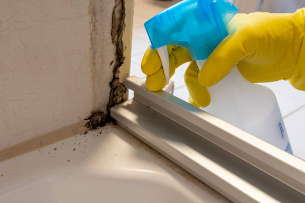 Best Mold Remediation  in Oakwood Hls, IL