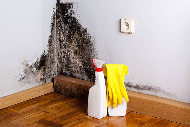 Best Mold Testing  in Oakwood Hls, IL