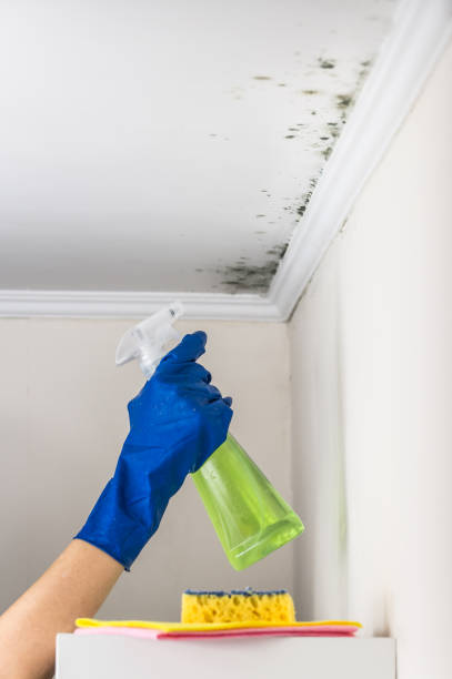 Best Home Mold Removal  in Oakwood Hls, IL